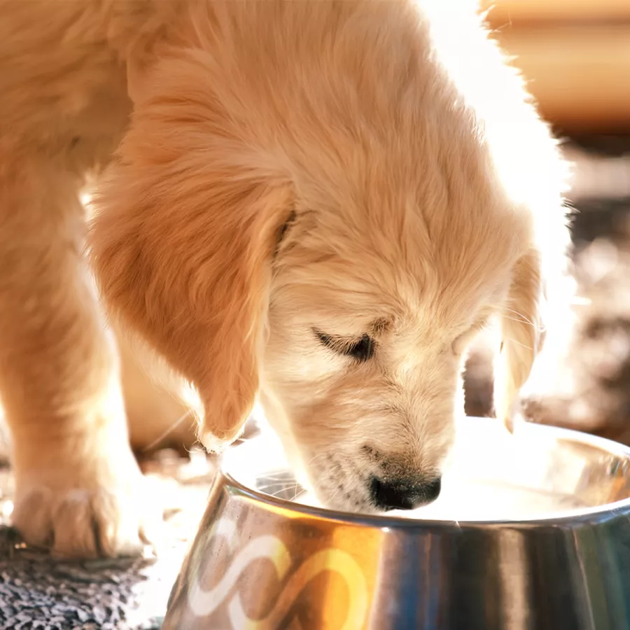 Petfood Looop