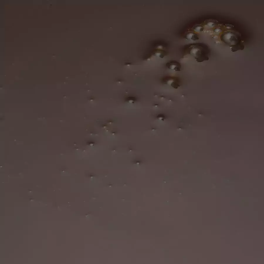 Bijproduct Maisweekwater