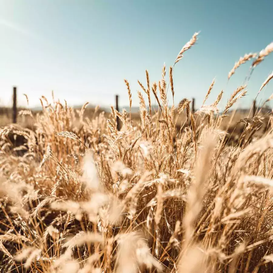 Wheat