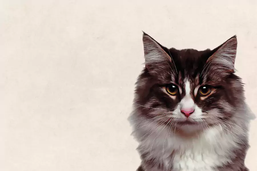 Kat rechts met beige achtergrond