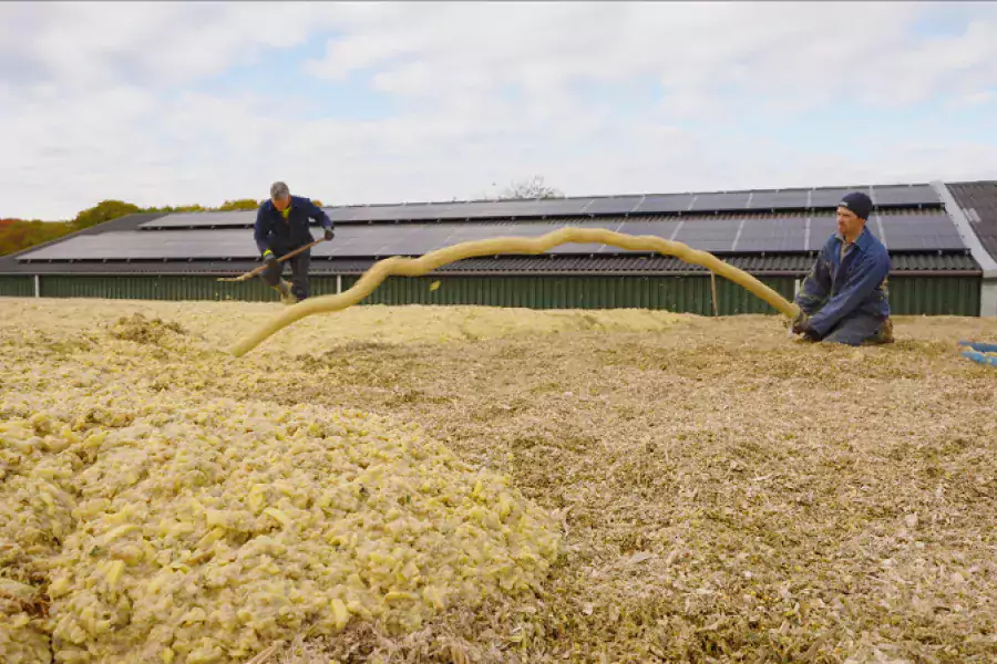 Kuilafdekken_met_Aardappelstoomschillen
