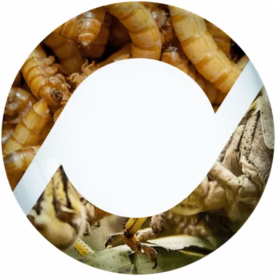 The world of insects