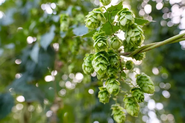 hop-ingredient-bier