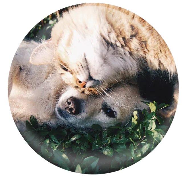 World-of-pet-food