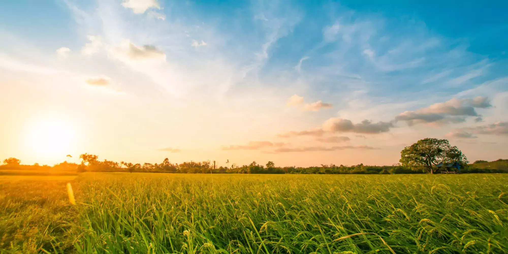 Soil improvers - Animal manures