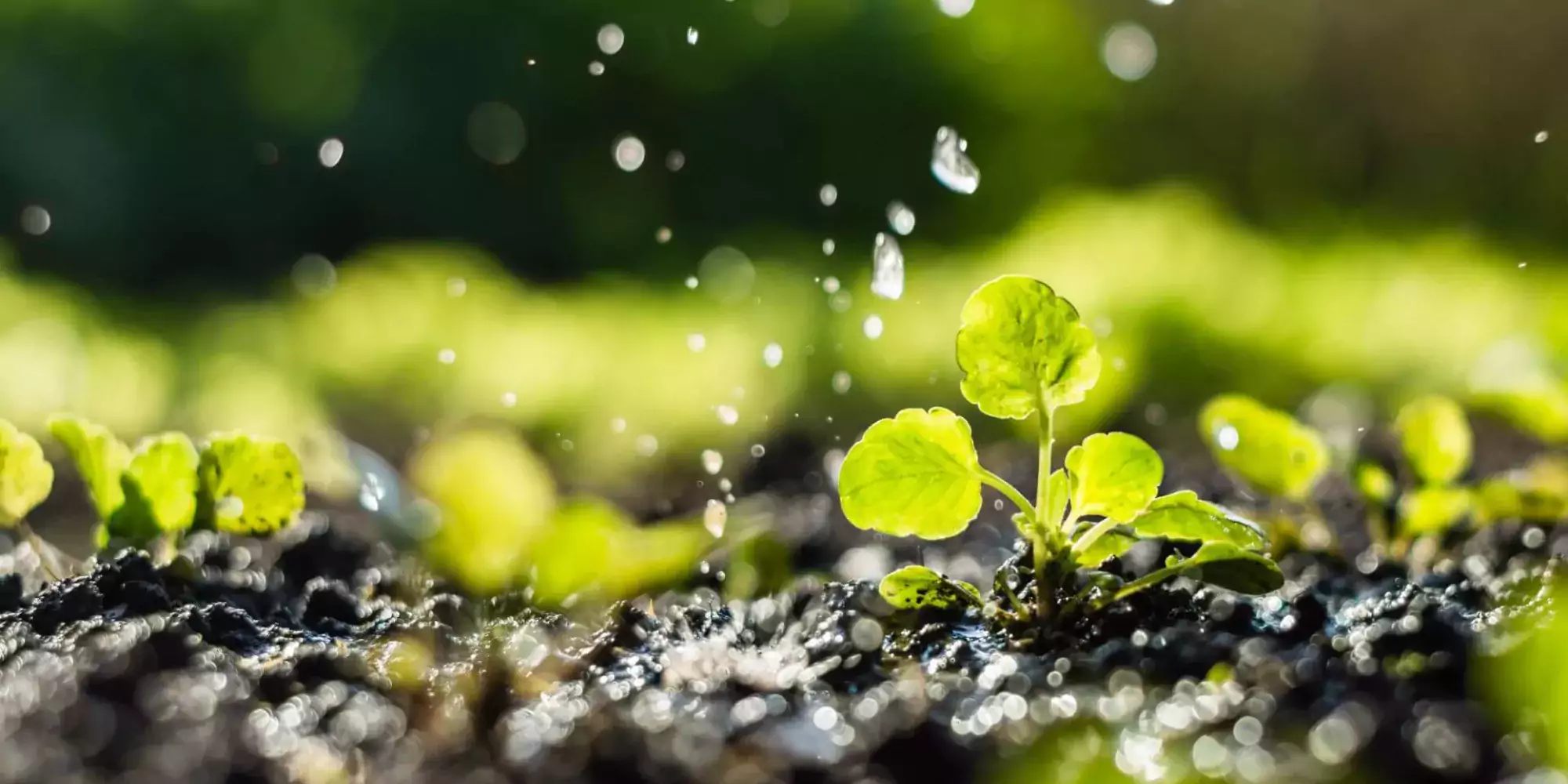 Renewables - plant
