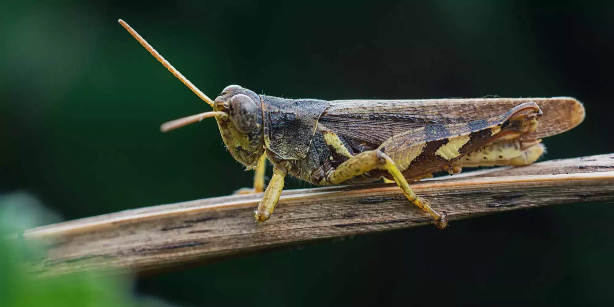 Insecten - Grasshopper 