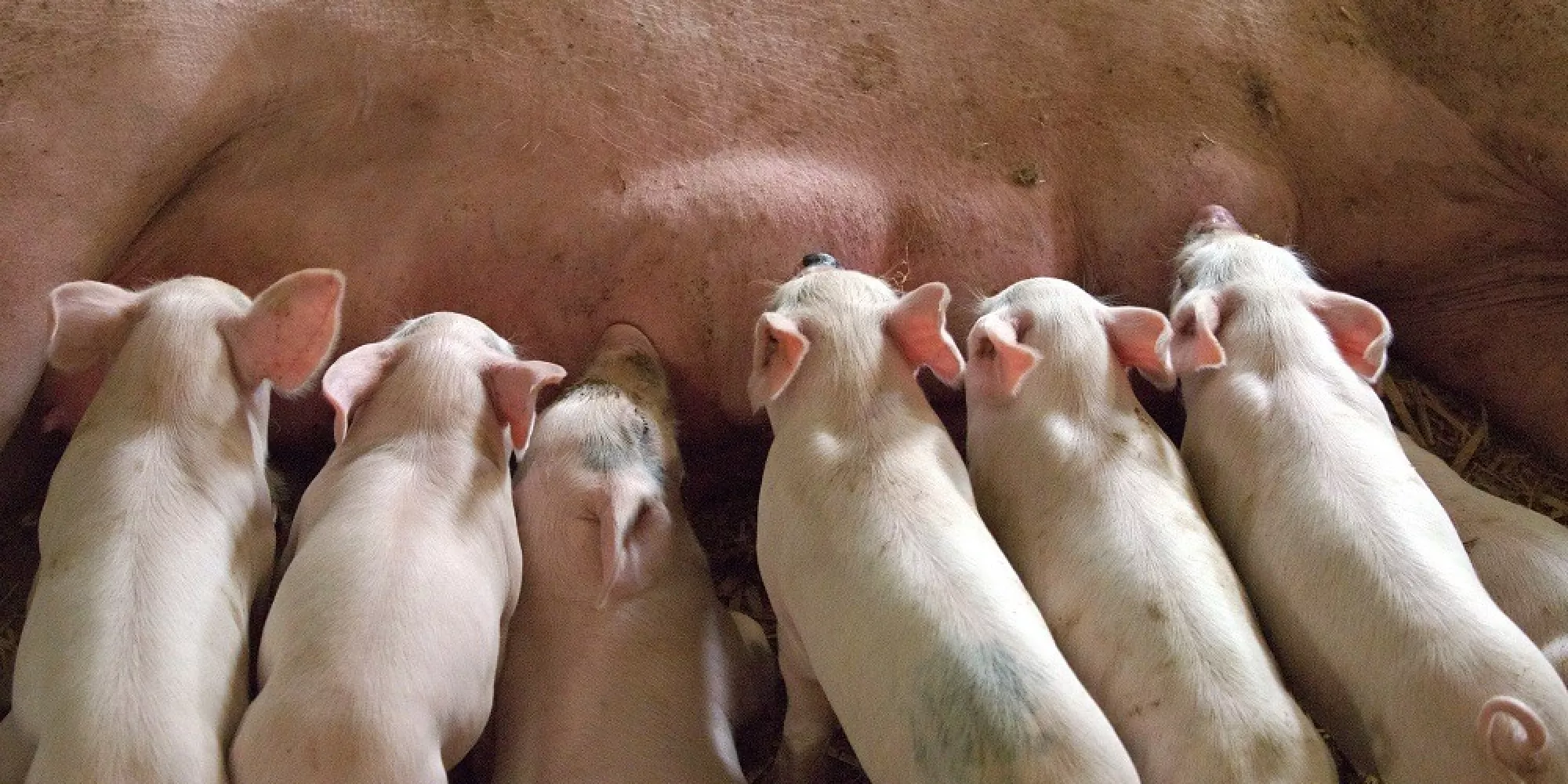biggen drinken melk bij de moeder