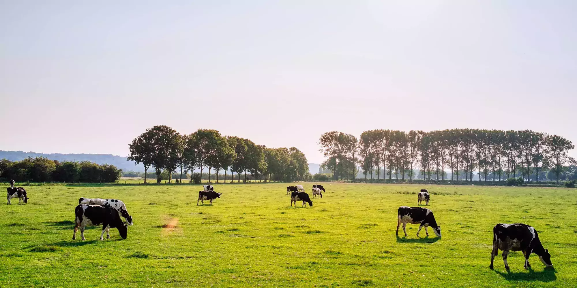 koeien-weiland